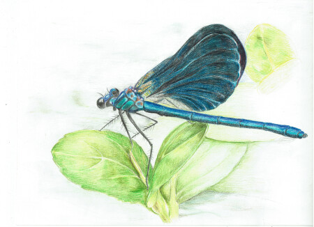 Calopteryx virgo