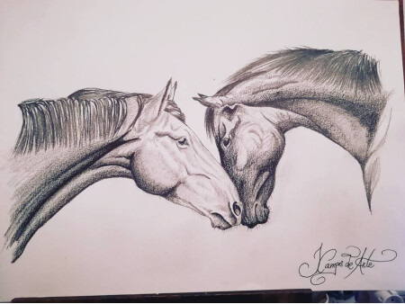 Cavalls