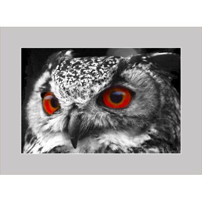 Owl / Buho