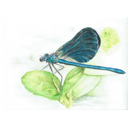 Calopteryx virgo