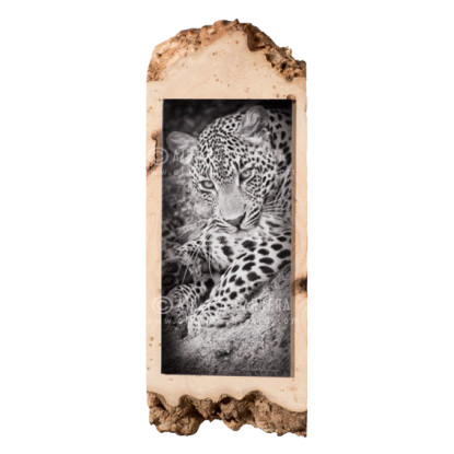 Fine Art Leopardo Africano sobre madera de Fresno