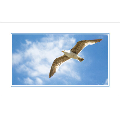 Seagull /  Gaviota