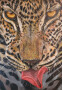 Rostro de Leopardo