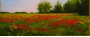 Primavera y color