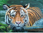 Tigre en pantano