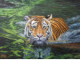 Tigre en pantano